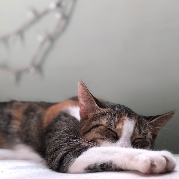 πΈπ½ - Picture 9 of 12